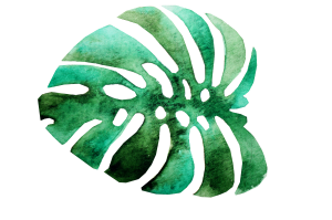 monstera2