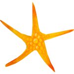 1_0014_seastar1