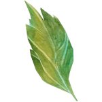 1_0025_leaf5